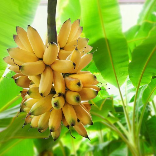 Give a Banana Tree