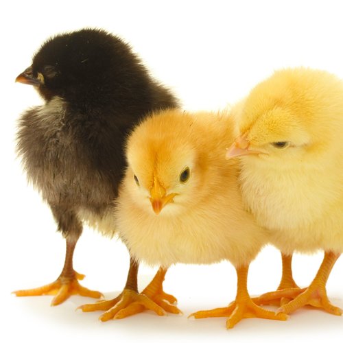 Give Chicks