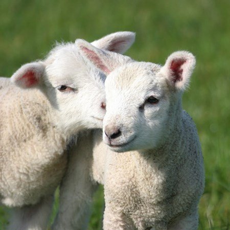 Give Two Lambs